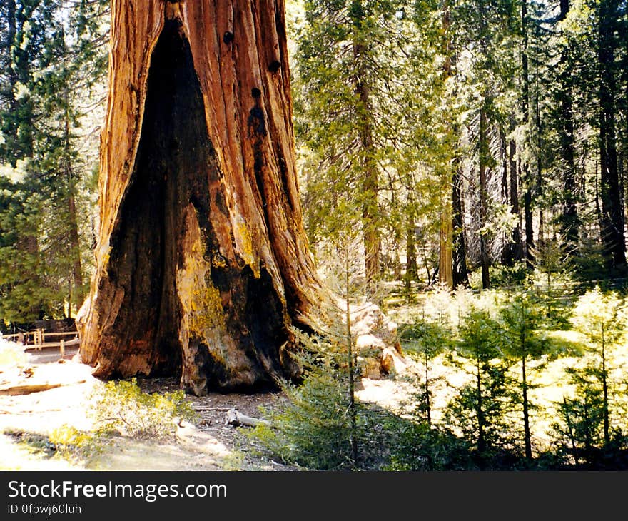 Sequoia National Forest. Sequoia National Forest