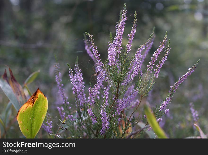 Flowering heather. Flowering heather