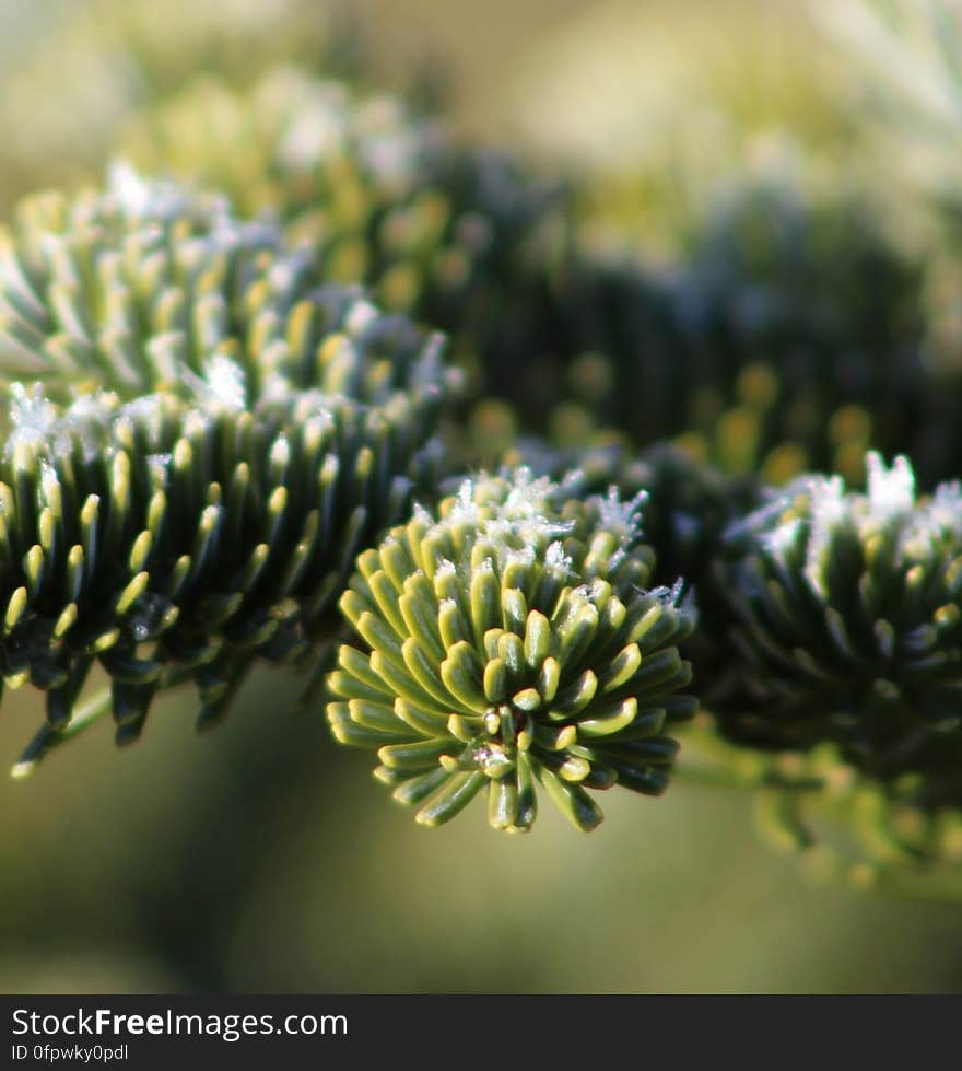 Frosted needles