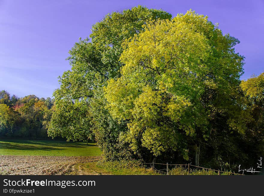 Sky, Plant, Flower, Natural landscape, Tree, Twig