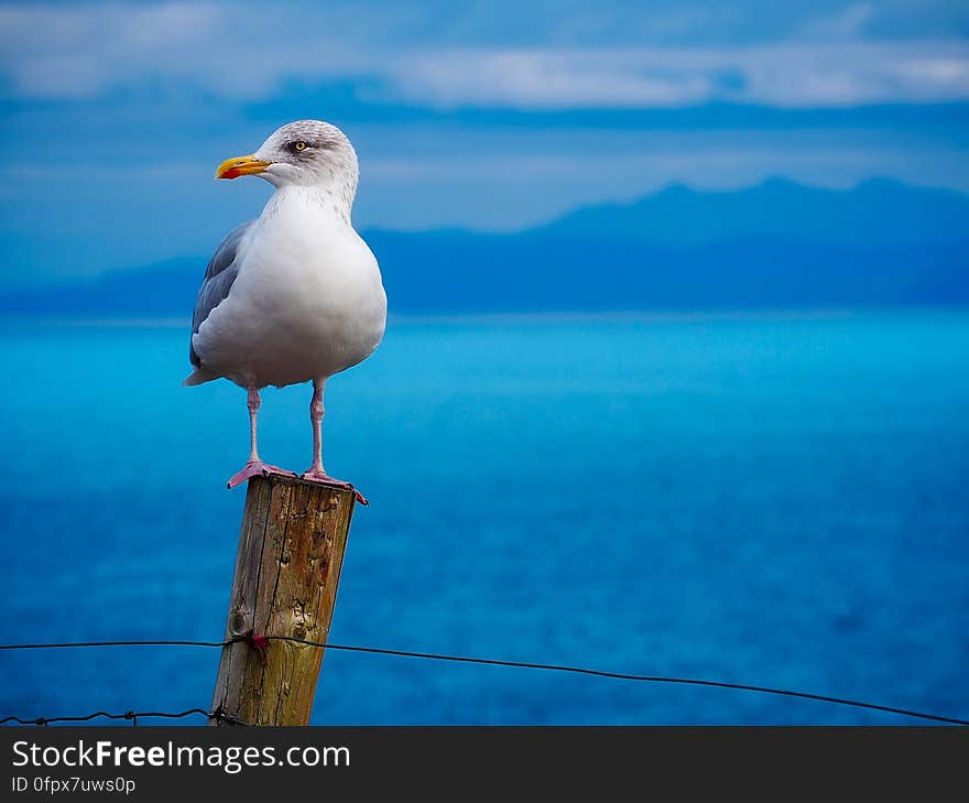 A close up of a gull on a wooden pole and the sea in the background. A close up of a gull on a wooden pole and the sea in the background.