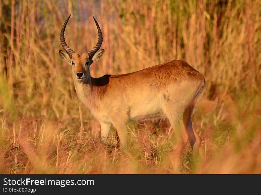 An antelope standing in tall grass in the afternoon sun. An antelope standing in tall grass in the afternoon sun.