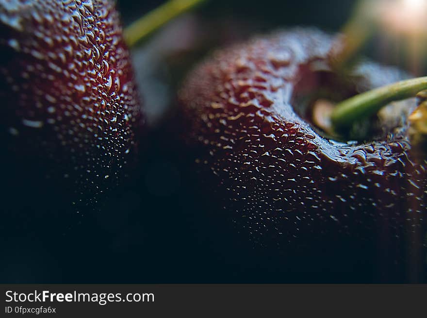 Close Up of Leaf