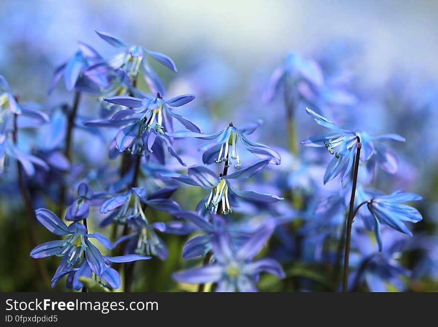 A background of violet scilla flowers in a field.