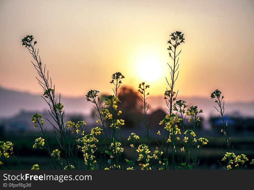 Tiny yellow wildflowers in a field at sunset. Tiny yellow wildflowers in a field at sunset.