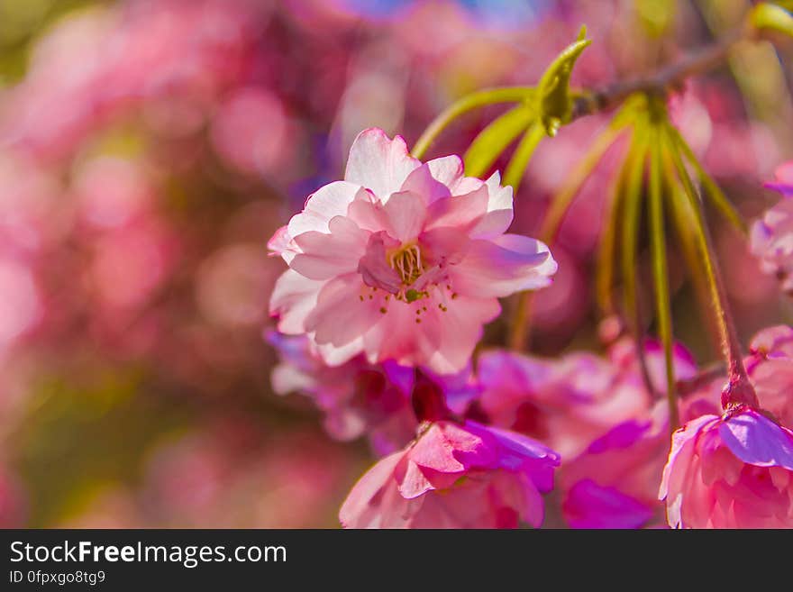 A blossoming cherry tree with pink flowers. A blossoming cherry tree with pink flowers.