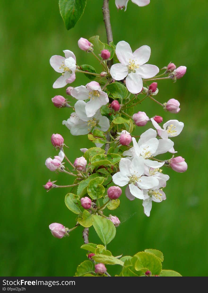 White 5 Petal Flower