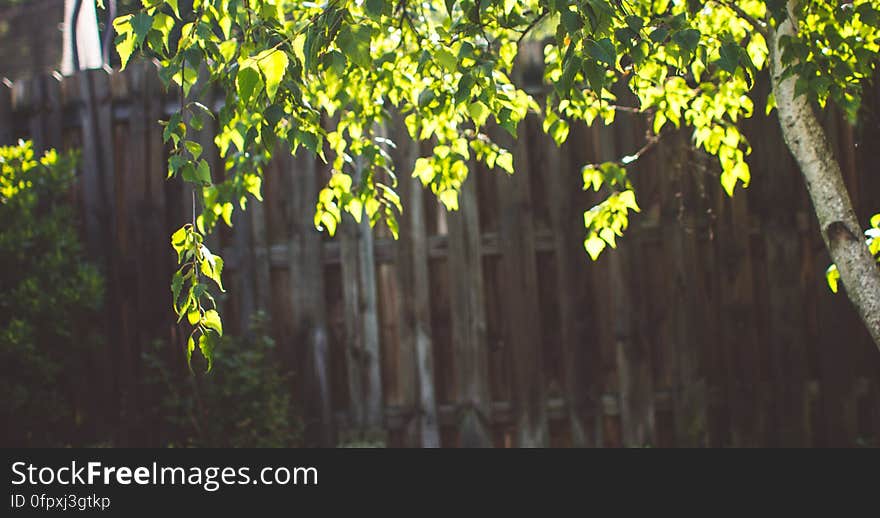 Backlit leaves on a tree in the garden.