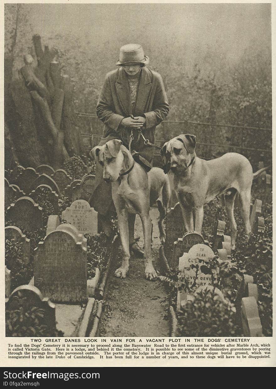 The Dogs Cemetery, Bayswater Road, London Photogravure by Donald Macleish from Wonderful London by St John Adcock, 1927. Two great danes look in vain for a vacant plot in the dogs cemetery. It has been full for a number of years, and so these dogs will have to be disappointed. More at www.wonderfullondon.tumblr.com/
