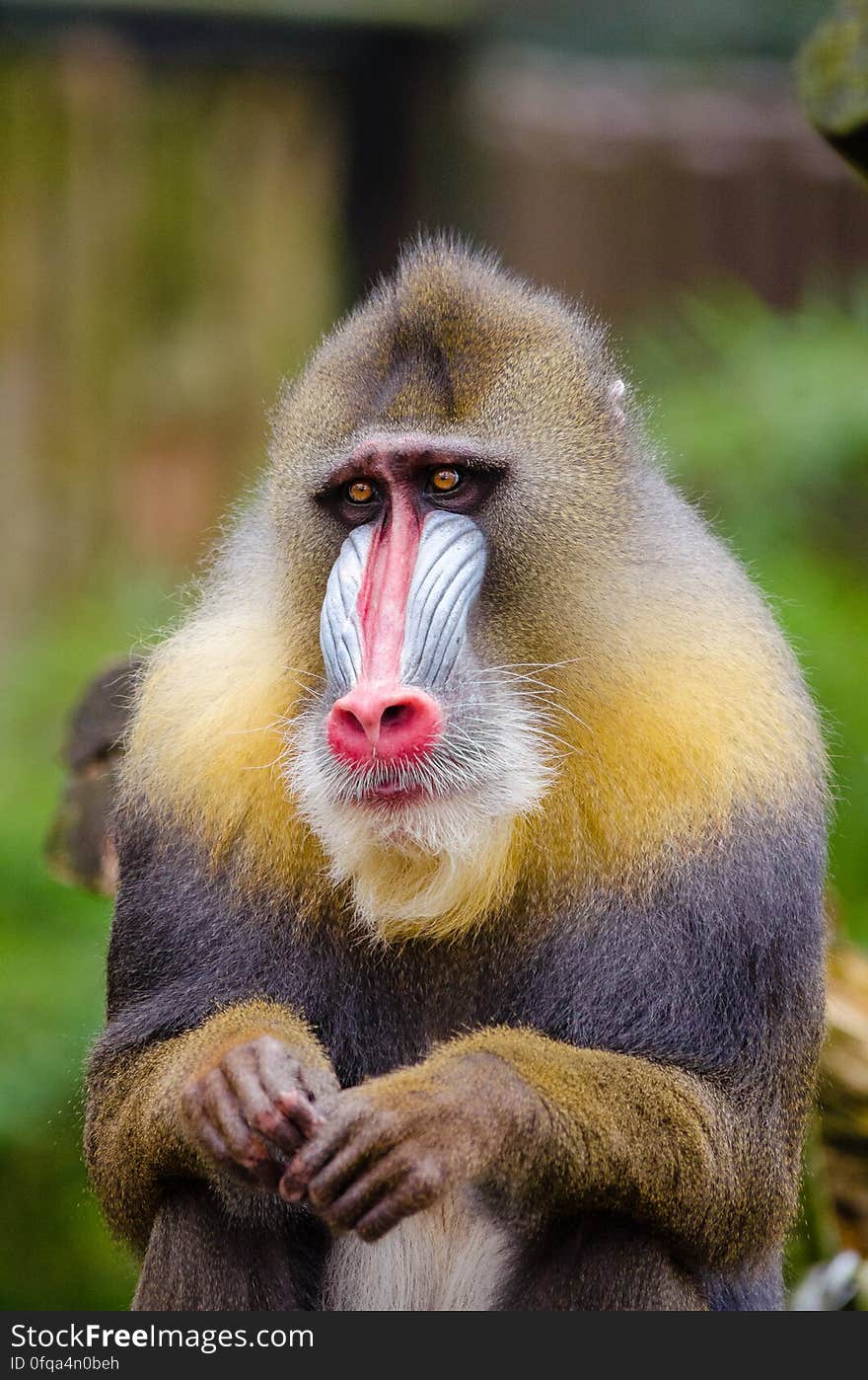 Mandrill