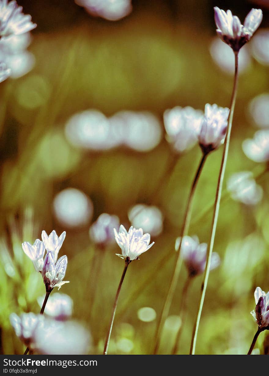 Closeup of white spring flowers blooming in meadow. Closeup of white spring flowers blooming in meadow.