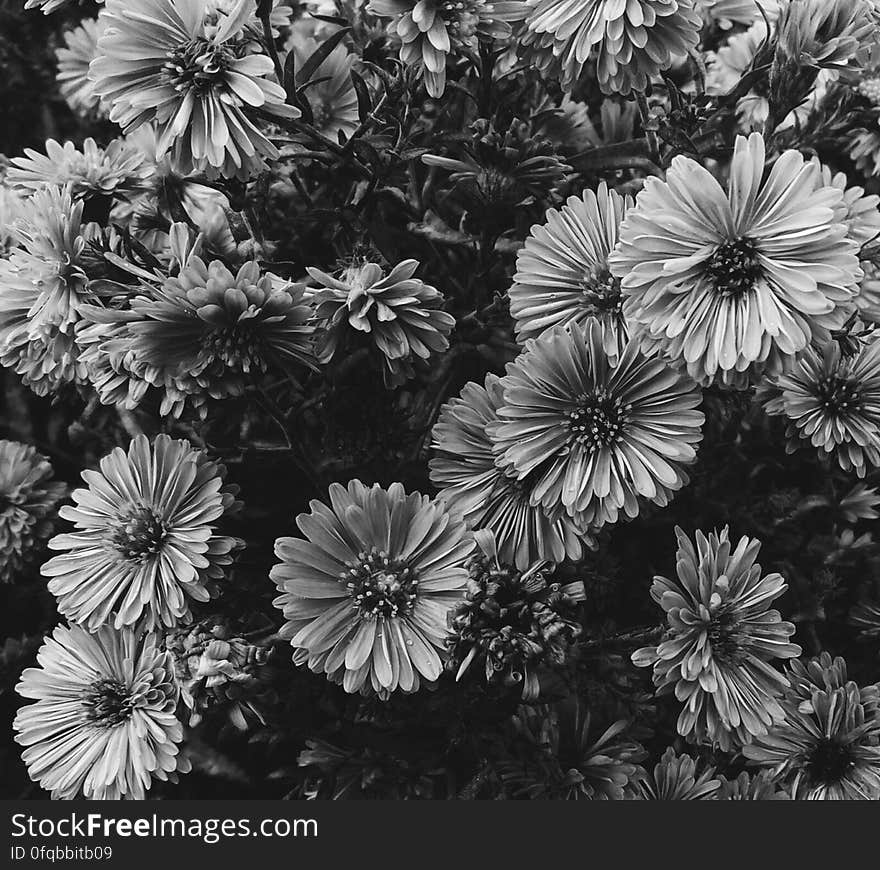 A black and white close up of flowers blooming in a garden. A black and white close up of flowers blooming in a garden.