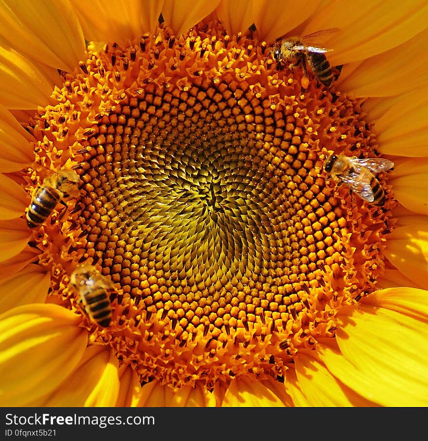 Close Up Macro Photography Yellow Sunflower Pollen With Bees Collecting Nectar