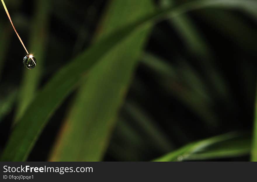 A close up of a waterdrop falling on a green leaf. A close up of a waterdrop falling on a green leaf.