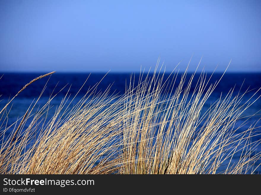 Brown Grass Near Calm Water