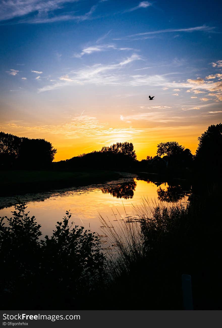 Silhouette of Grass during Sunset