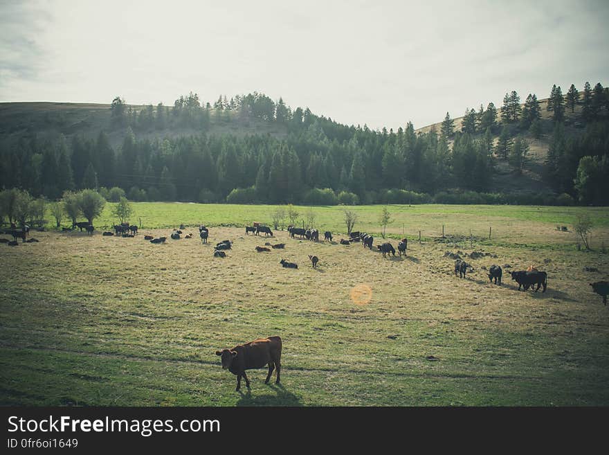 A green pasture with cows grazing. A green pasture with cows grazing.