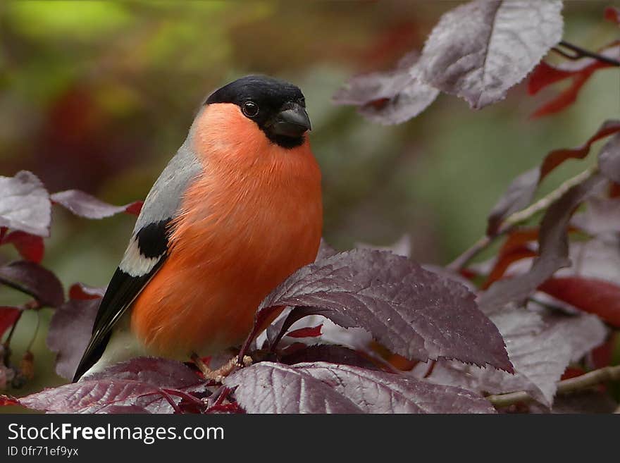 Black Gray and Orange Bird