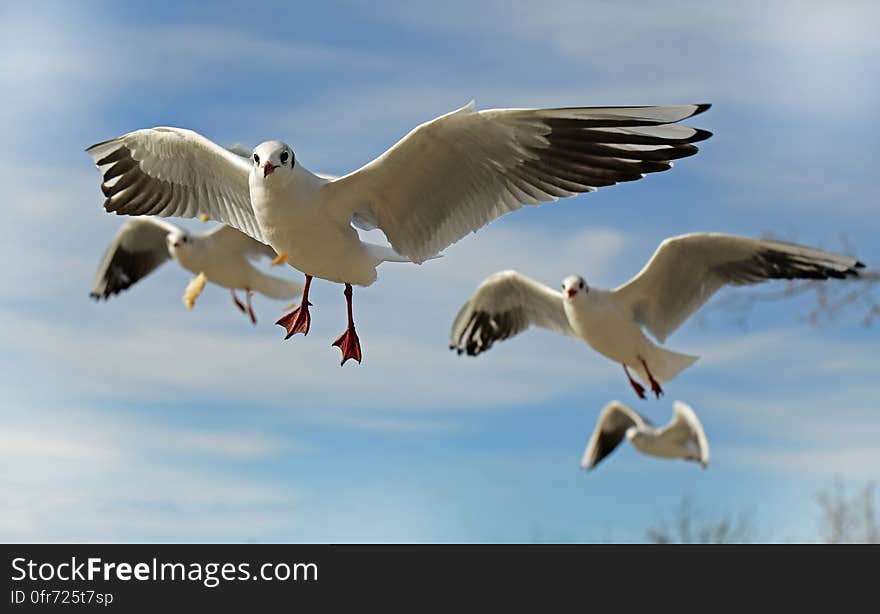 White and Grey Flying Bird