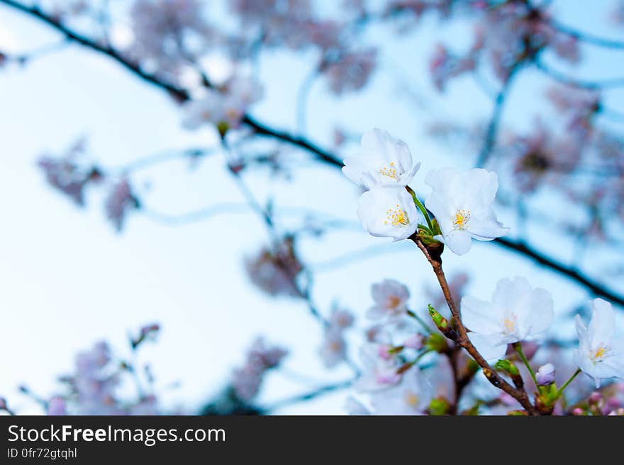 Background created by white Spring blossoms on a cherry tree viewed against a blurred, mainly white background.