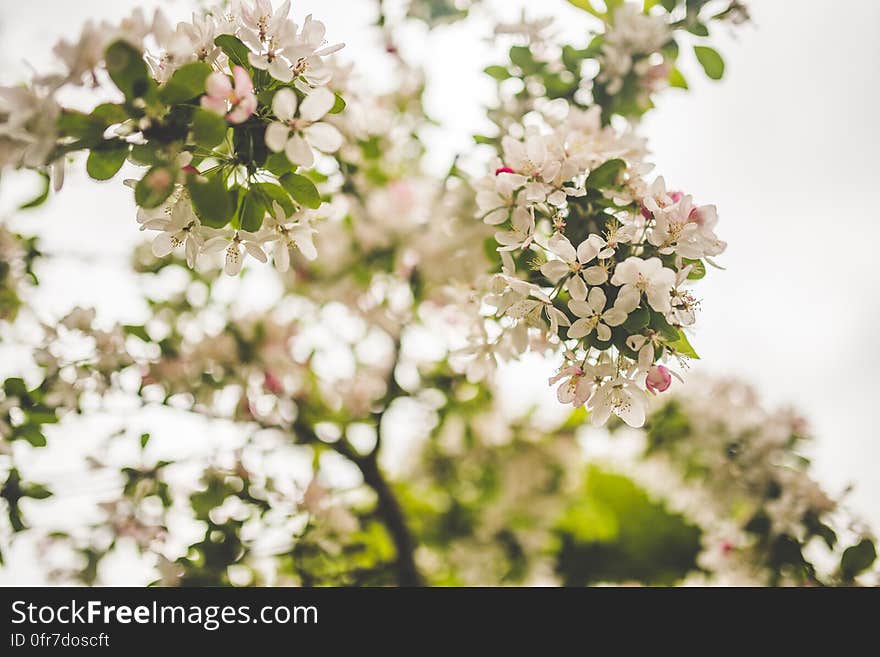 White Petaled Flowers