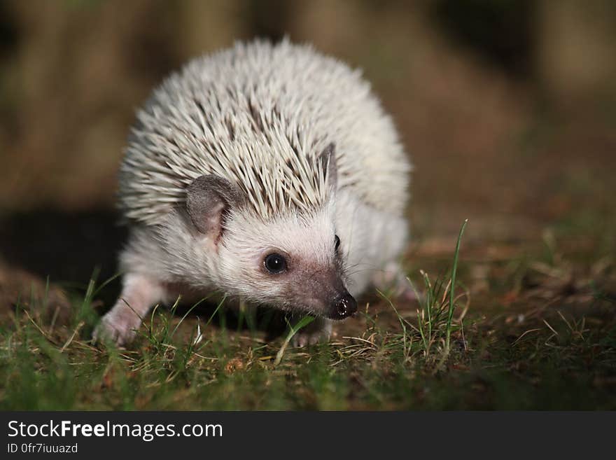 White Hedgehog in Grass