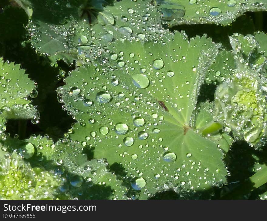 Leaves with drops of water after the rain in the sun. Leaves with drops of water after the rain in the sun.