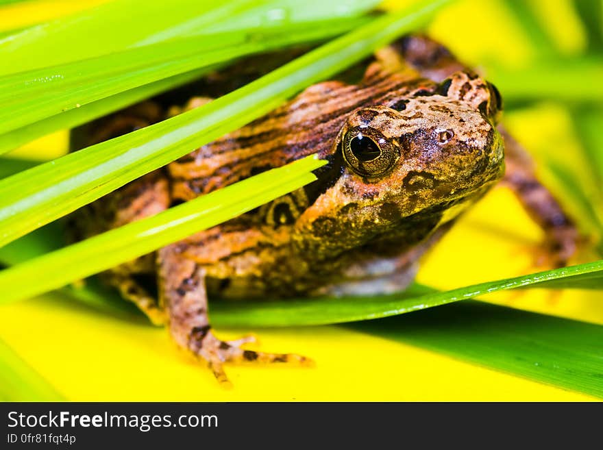 Brown and Black Frog Lying on a Green Leaf