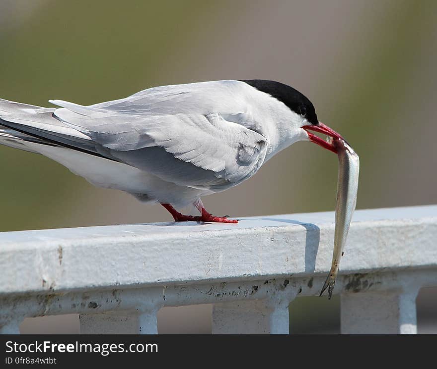 White and Black Bird