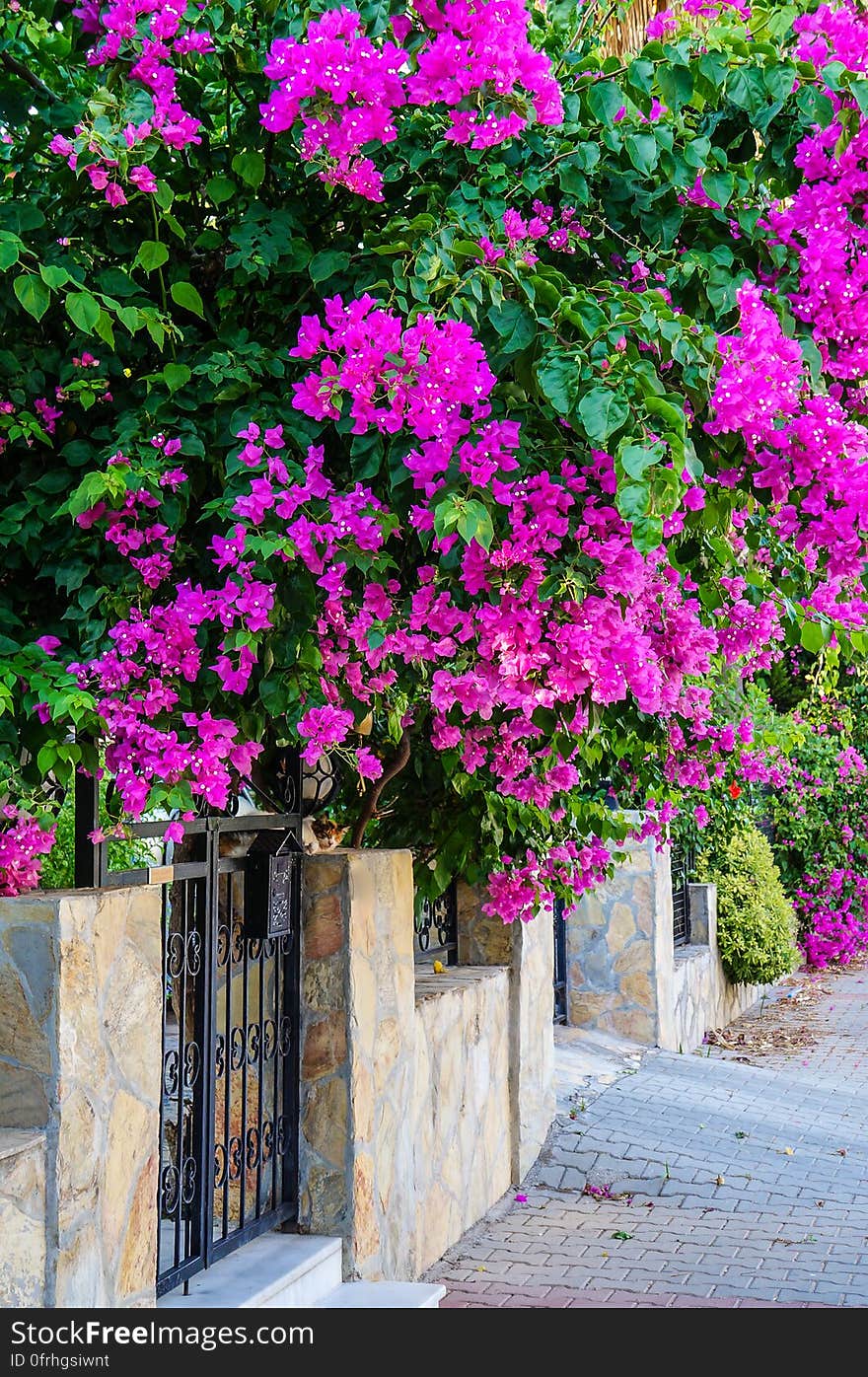 Turkey. Summer 2015. The Bougainvillea flowers in the city streets