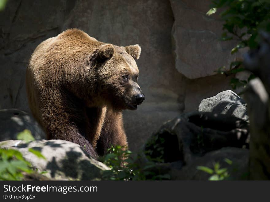 Brown Bear Near Green Plant