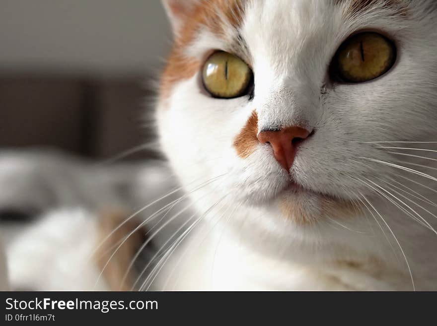 Closeup portrait of intelligent, thoughtful white and ginger cat with green eyes and large white whiskers. Closeup portrait of intelligent, thoughtful white and ginger cat with green eyes and large white whiskers.