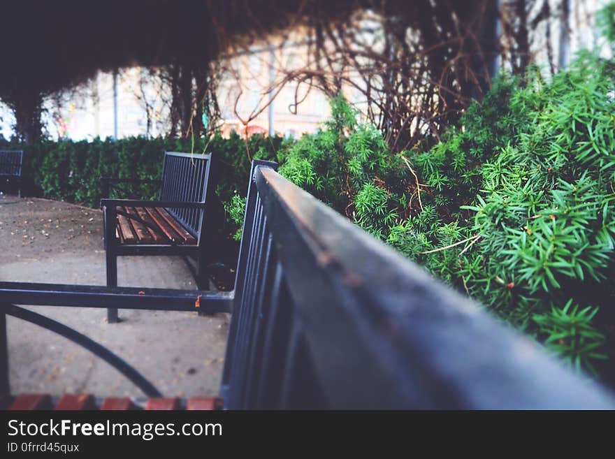 Benches in a garden with shrubs below and creepers above providing a natural shelter from the elements for visitors, and with selective focus on the central bench.