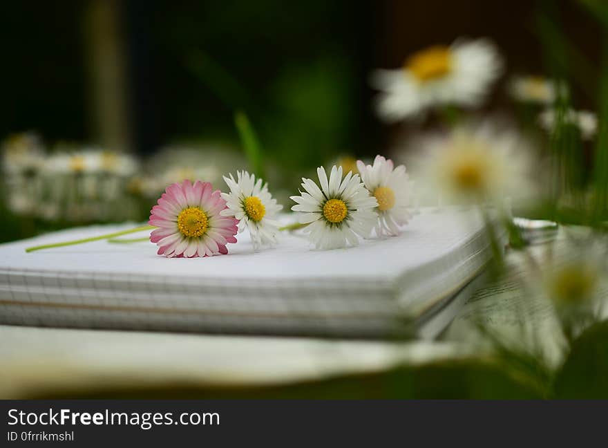 Daisies placed on top of a notebook with selective focus on two of the blooms one with white petals with yellow center and the other with pink petals, dark blurred background. Daisies placed on top of a notebook with selective focus on two of the blooms one with white petals with yellow center and the other with pink petals, dark blurred background.