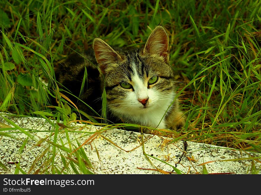 A small cat hiding in grass.