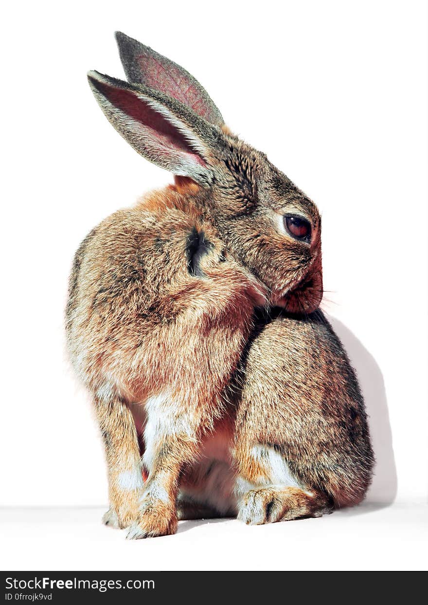 A brown rabbit grooming itself on white background.