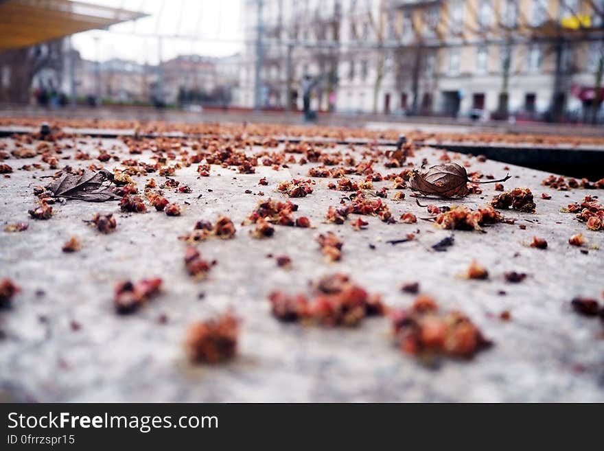 Close up of dry autumn leaves on city road in daytime. Close up of dry autumn leaves on city road in daytime.