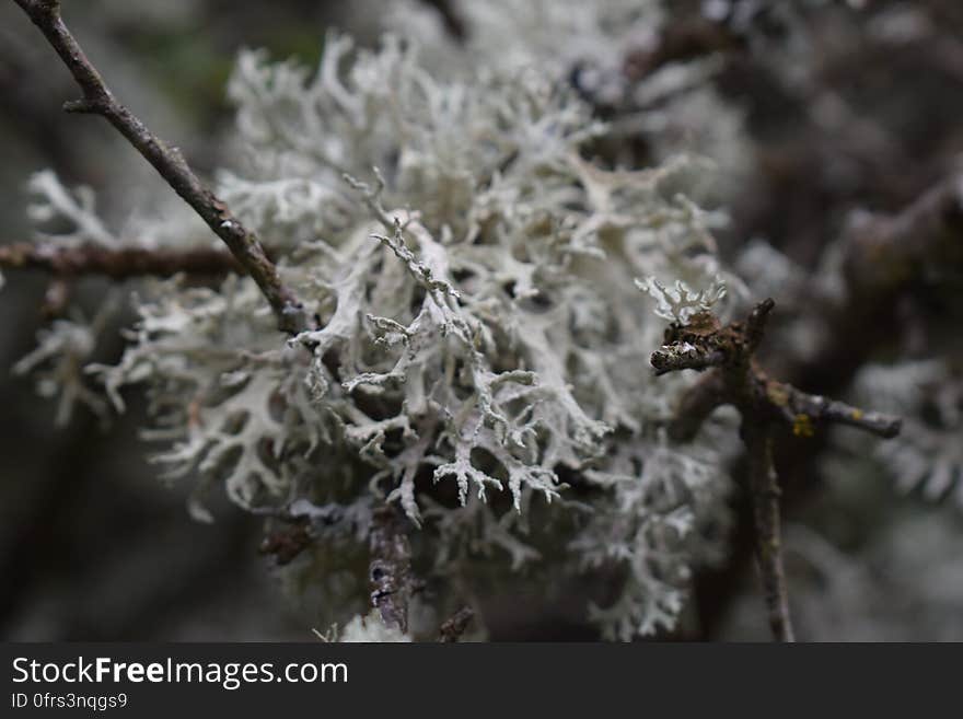 Closeup of small white leaves on tree branches.