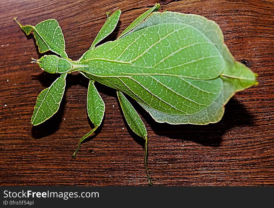 Green Leaf Insect on the Brown Wooden Texture