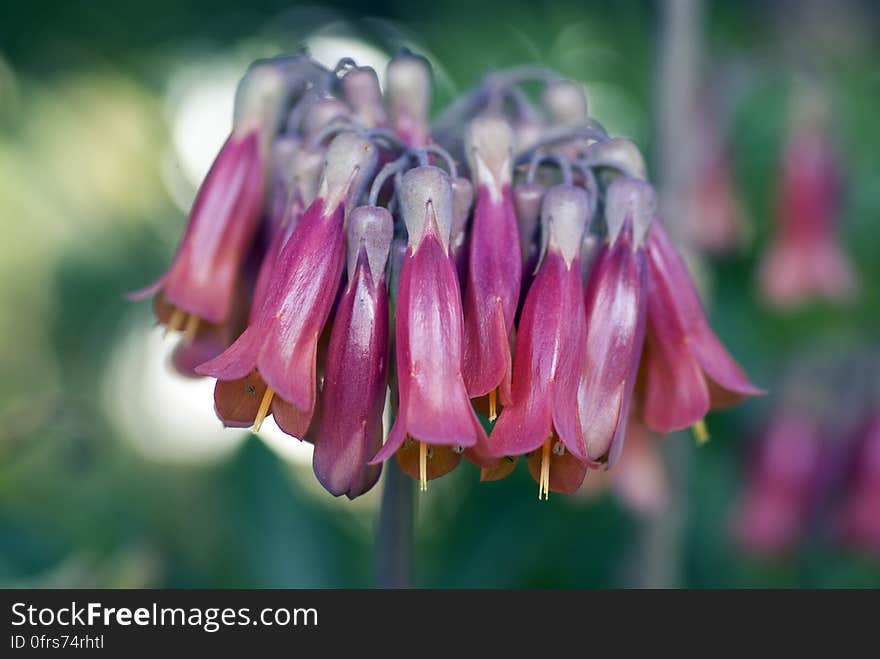 Macro Photo Purple Upside Down Flower