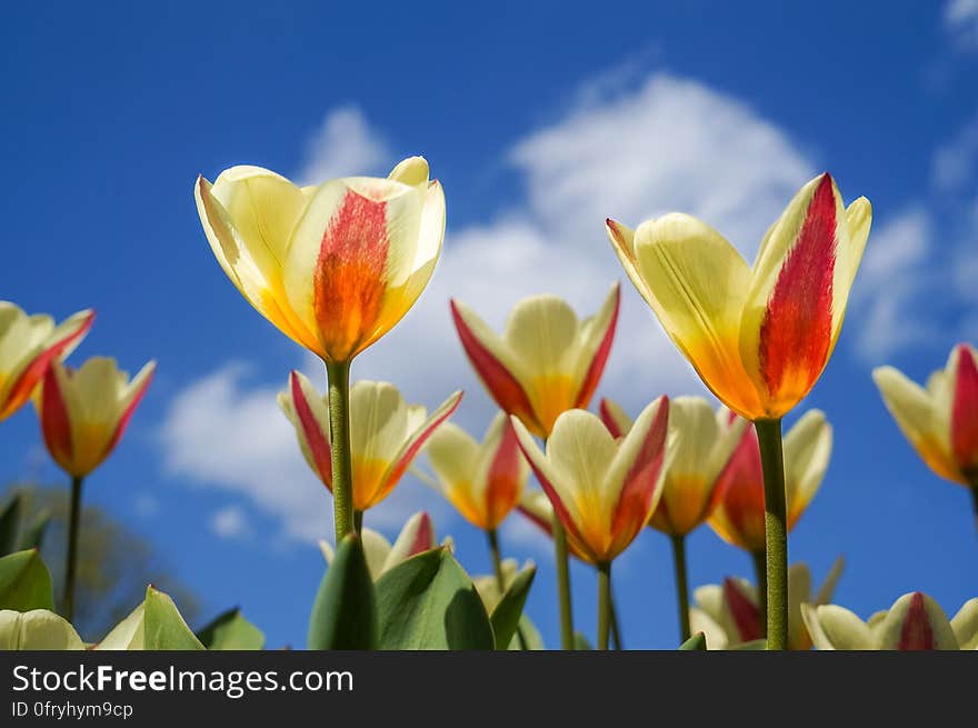 Tulips bloom in the spring. Tulips bloom in the spring