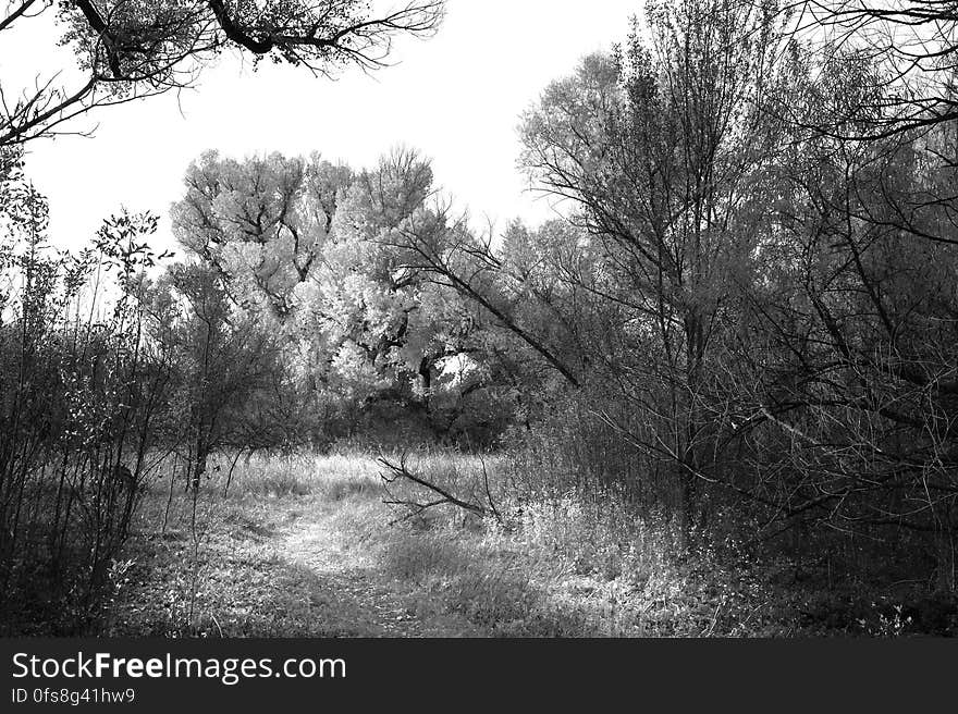 Grayscale Photo of Trees in the Woods