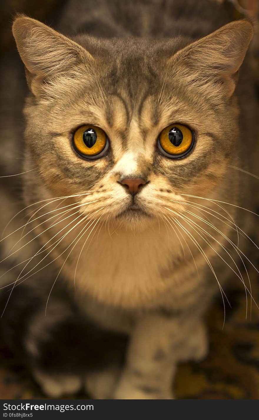 Brown Tabby Cat Close Up Photo