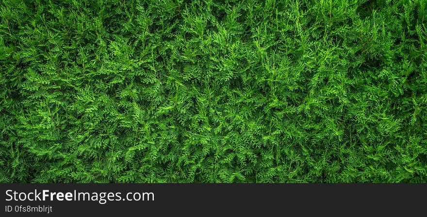 A close up of a green thuja tree.