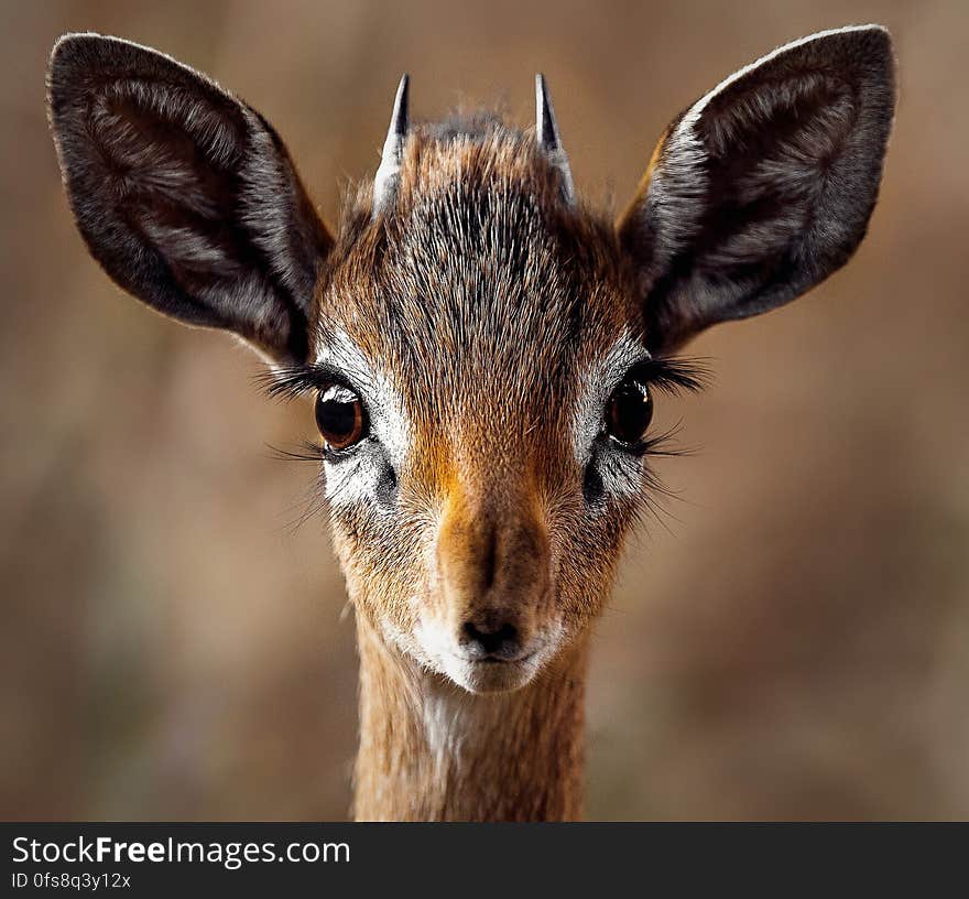 Close-up Portrait of a Antelope