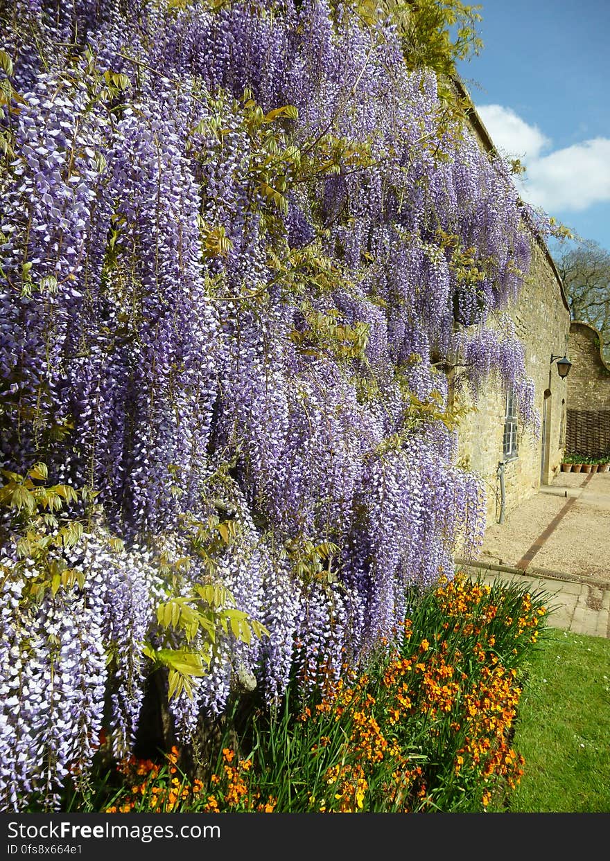 Lavender flowers blooming in garden by tall wall. Lavender flowers blooming in garden by tall wall.