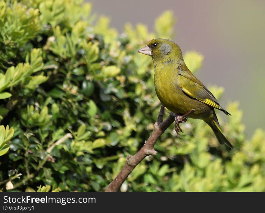 Macro Photo of Green Bird Perched on Tree Branch