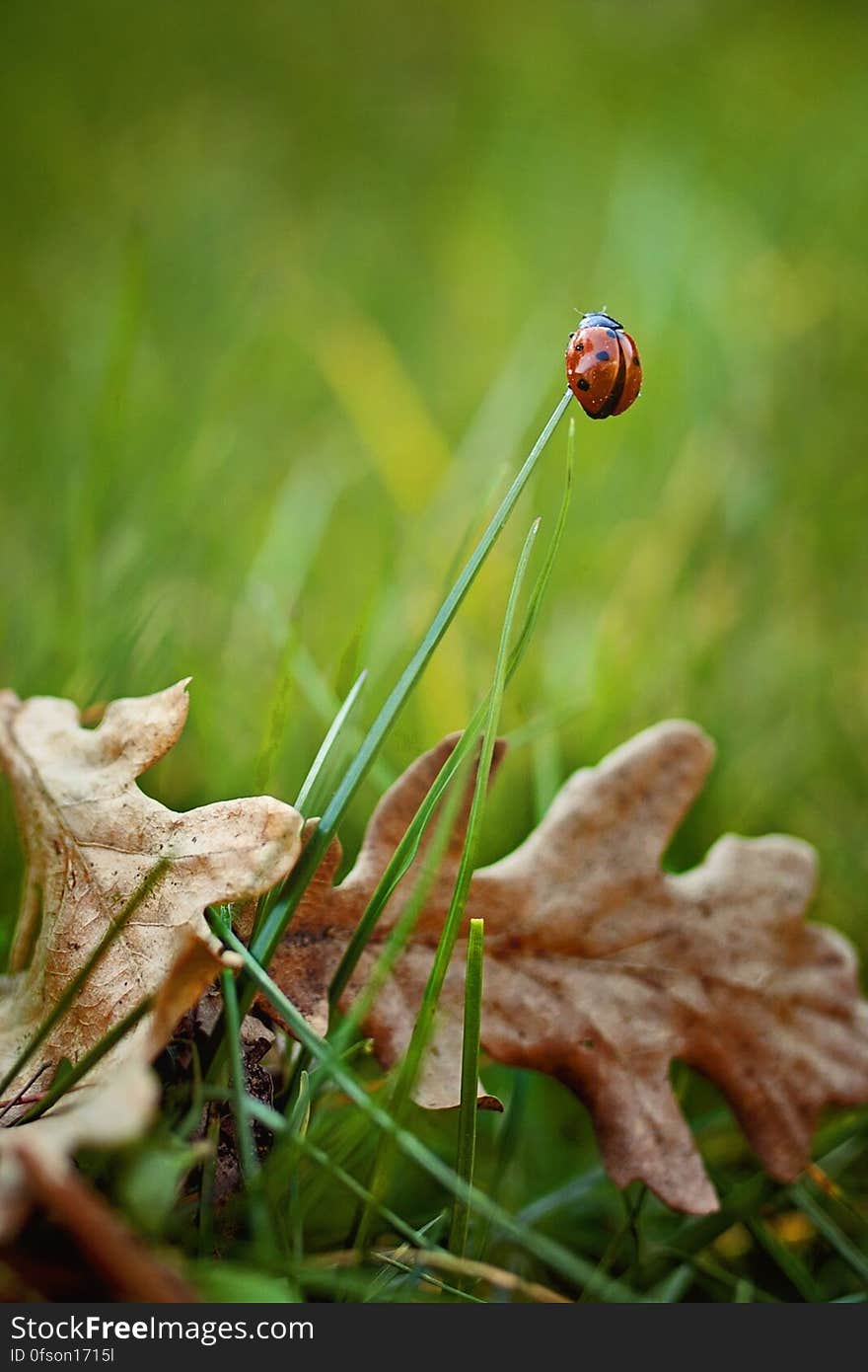 A close up of a ladybug on a grass stem and dry oak leaves on the ground. A close up of a ladybug on a grass stem and dry oak leaves on the ground.