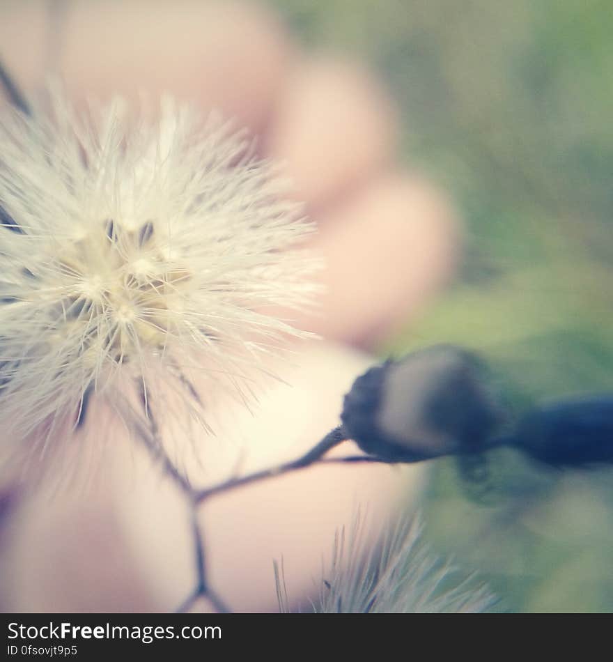 A close up of a blooming flower with blurred background. A close up of a blooming flower with blurred background.