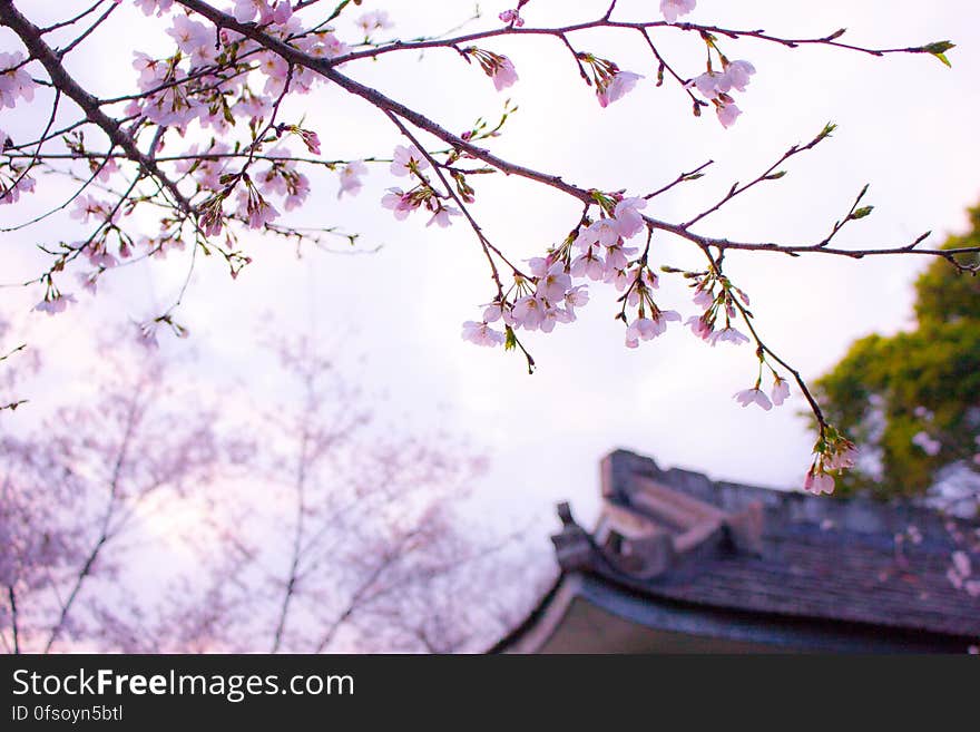 A cherry tree with blossoms in park next to an Asian building. A cherry tree with blossoms in park next to an Asian building.